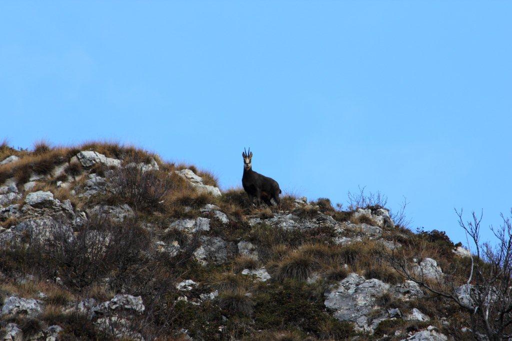 Qualche camoscio  trentino